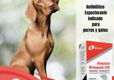 Tratamiento de las vías respiratorias de nuestras mascotas.