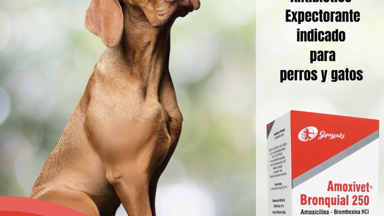 Tratamiento de las vías respiratorias de nuestras mascotas.