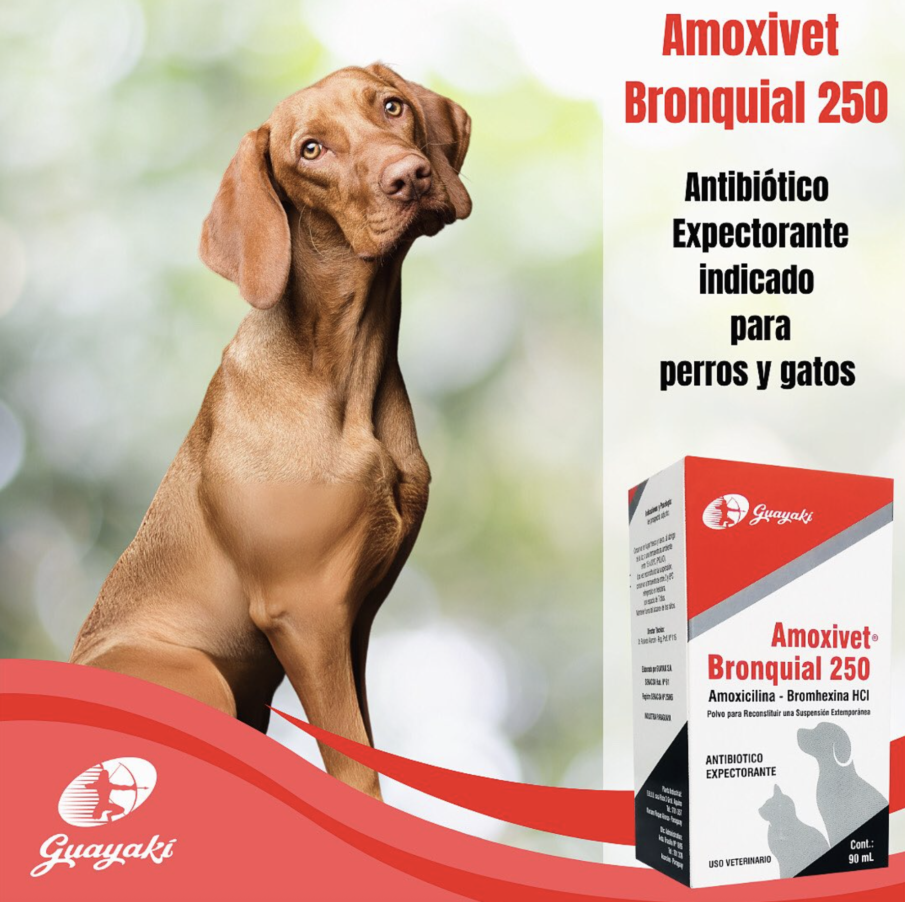 Tratamiento de las vías respiratorias de nuestras mascotas.