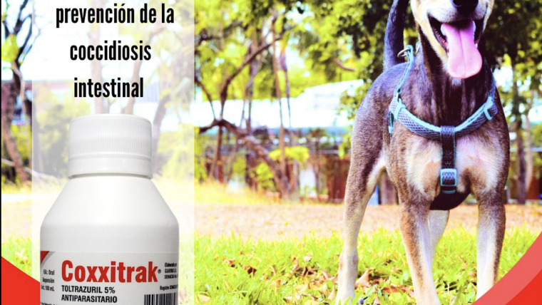 Coccidiosis intestinal en caninos, felinos, porcinos, ovinos, caprinos y conejos.