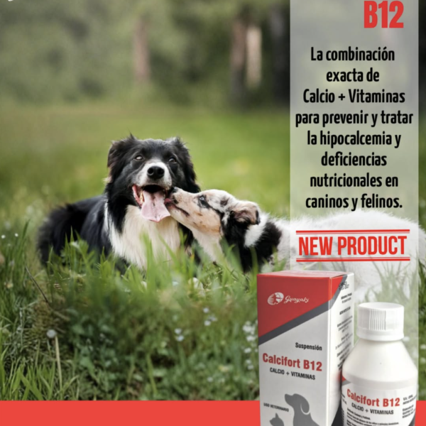 CALCIFORT B12