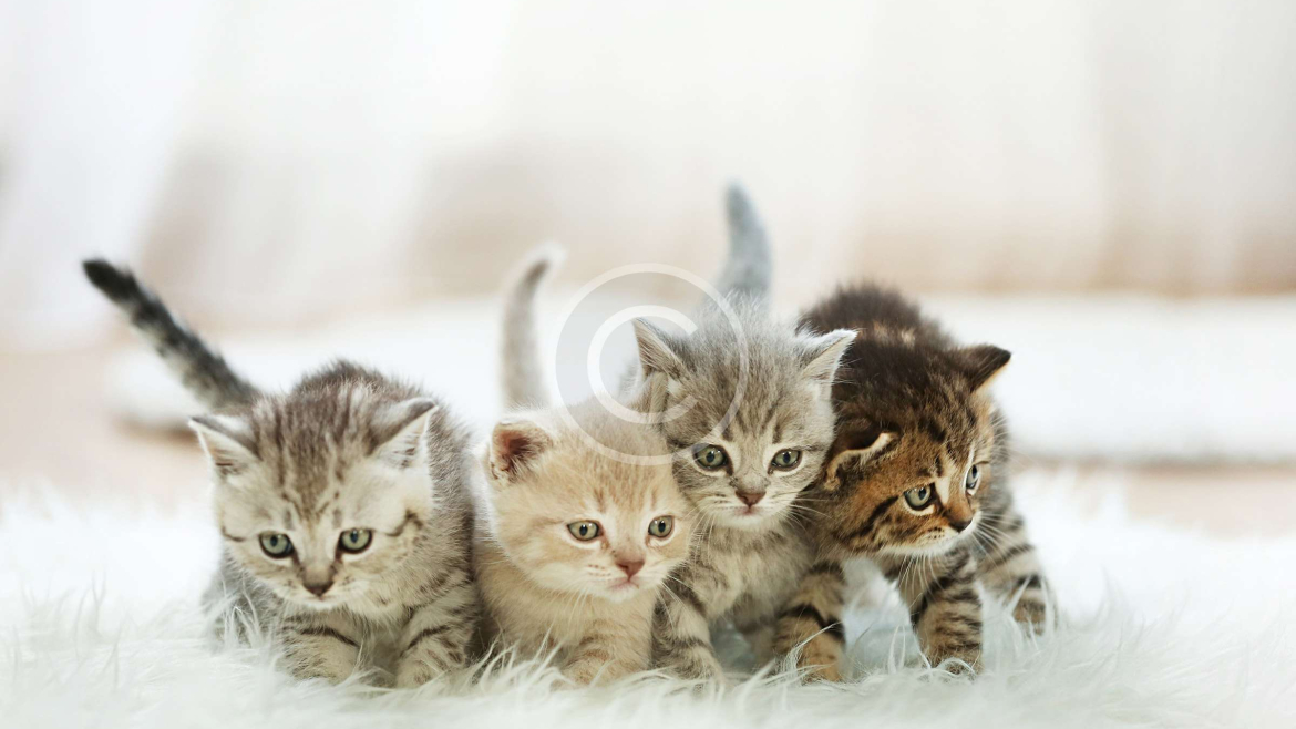 Juguetes y Suministros