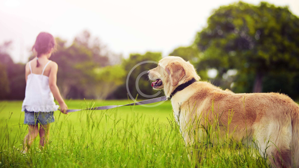 Alimentos Naturales Para Mascotas