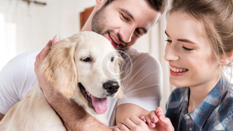 Cuidado De Mascotas Y Paseo De Perros